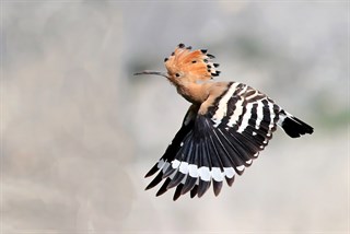 Huppe Fasciée