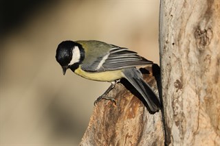 Mésange Charbonnière