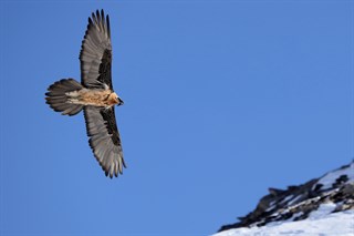 Gypaète Barbu