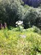 Une Berce en fleur - Une Berce en fleur - photo OPC Région Sierre