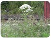 Une Berce - Une photo de Berce tirée de la fiche signalétique de l'Etat du Valais